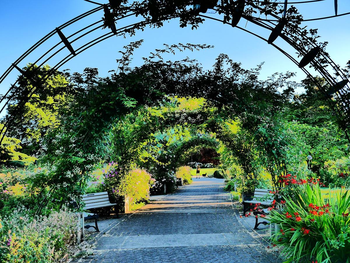 A climbing-rose archway in the Owen Memorial Rose Garden