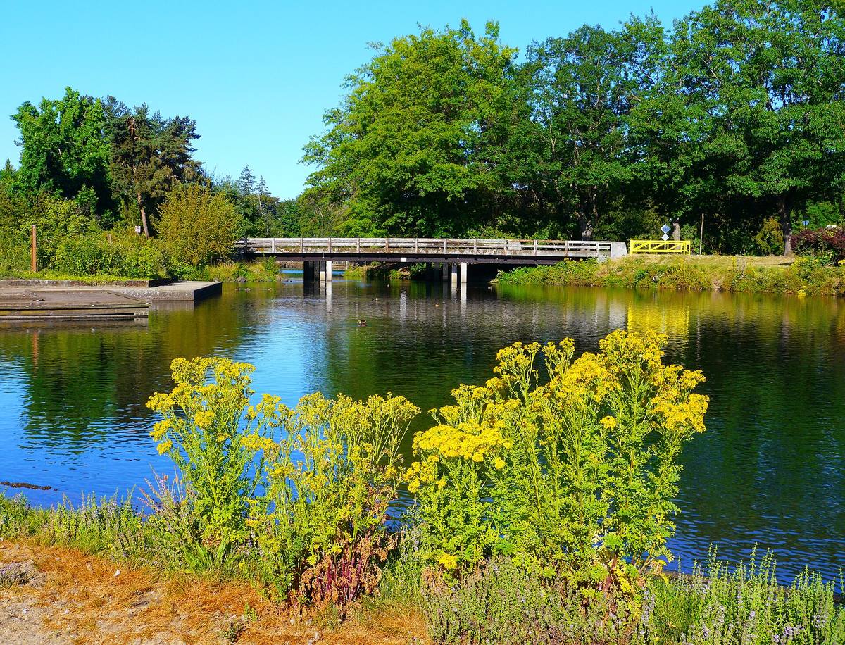 The duck pond in Alton Baker Park