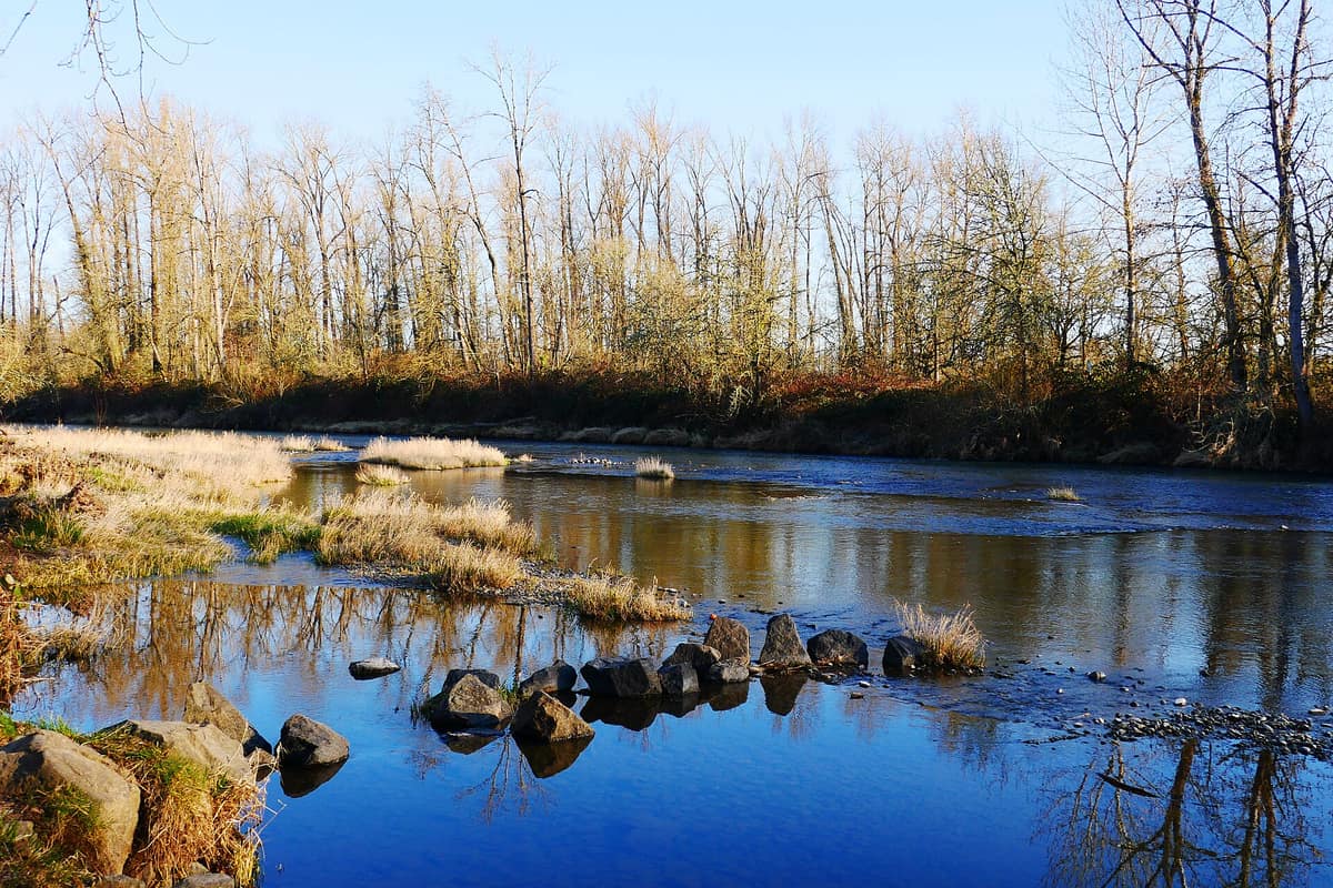 The Willamette River at Whiteley Landing